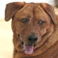 Petfinder: Senior Pets