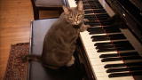 Most Outrageous: Piano Playing Cat