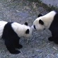Meet the Pandas: An Interesting Couple