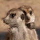 Meerkat Music Videos: Meerkat Sinatra