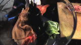 Time Warp: Pig vs Blender