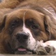 Breed All About It: St. Bernard