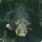 Spring Watch U.S.A.: Bear-ly Awake