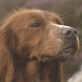 Breed All About It: Irish Setter