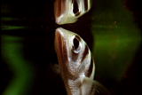 Fooled by Nature: Archer Fish