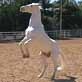The Pet Psychic: Stunt Horses