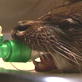 Saving Grace the Otter: Webisode 22