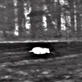 Pig Bomb: Pig Population Control