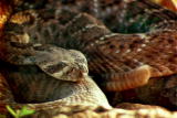 play video on Animal Planet