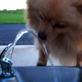 Bissell Pet Games Week 5: Thirsty Leon