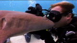Moments of Impact: Shark Bite On The Kisser
