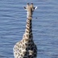 Planet Earth: Pole to Pole: African Animals