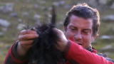 Man vs. Wild: Goat Carcass