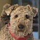 Breed All About It: Airedale