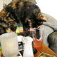 Bissell Pet Games Week 8: I Do Not Do Bowls