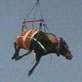 Amazing Animal Videos: Moose on the Move