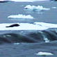 Untamed and Uncut: Killer Whales Attack a Seal