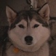 Breed All About It: Siberian Husky