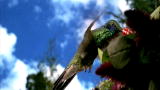 Time Warp: Hummingbird in High-Speed