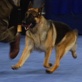 AKC/Eukanuba: Houston's Best in Show
