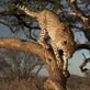 Mutual of Omaha's Wild Kingdom: Cheetah: A Predictable Cat