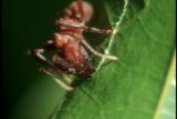 Natural Born Winner Shorts: Win Leaf Ant