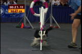 AKC/Eukanuba: Agility Border Collie