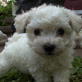 Dogs 101: Bichon Frise