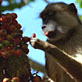 play video on Animal Planet