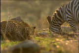 Fooled by Nature: Elusive Leopards