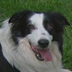 Breed All About It: Border Collie