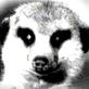 Meerkat Manor: Episode 3