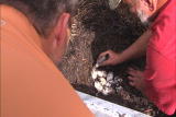 Crocodile Feeding Frenzy: Alligator-Egg Hunt