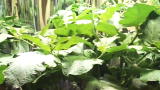 Nerdabout Vlogs: Drip System