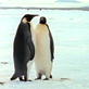Cute and Cuddly: Dads: Emperor Penguin Dads