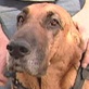 Breed All About It: Bloodhound