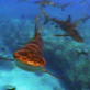 Dirty Jobs: Shark