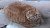 Most Outrageous: Fat Cat