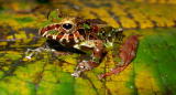 Earth: New Amphibians Emerge in Colombia