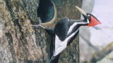 News: Ivory-bill's Existence in Question