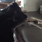 Bissell Pet Games Week 6: K.C.'s Doggy Tales