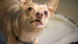 Most Outrageous: Broadway Chihuahua