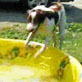 Bissell Pet Games Week 8: Tucker and his ball