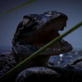 Happy Mother's Day: Crocodile Mom