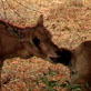play video on Animal Planet