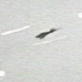 Japanese Aerial Attacks: Plane Hits the Water