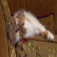 Cats 101: Persian