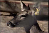 Home Matters Shorts: Keeping Deer Out of the Garden