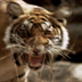 Animal Face-Off: Lion vs. Tiger