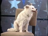 play video on Animal Planet
